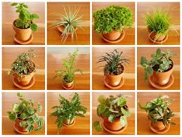 Check spelling or type a new query. Terrarium Fairy Garden Fairy Gardening Fairy Terrarium