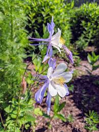Columbine Flower Cats Best Flower Wallpaper