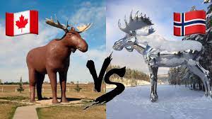 The provincial government estimates that about 120,000 currently wander this canadian island roughly the size of tennessee, the most concentrated population in. Norway Beat Canada S Largest Moose World Record This Means War