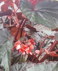 Select your city to see how the current weather in your area affects the placement of angel wing begonia in your home 🏡. Begonia Angel Wing Begonia Coccinea Linda Dawn From Hillcrest Nursery