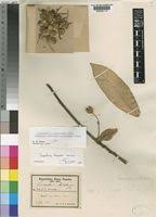 Image result for Lindackeria bukobensis