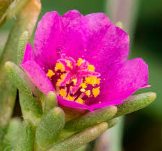 Image result for Portulaca kermesina