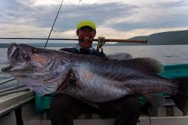 Image result for Premna tanganyikensis