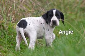 Image result for auvergneský ohař