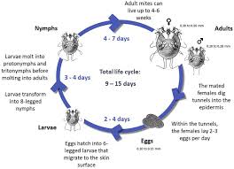 Image result for scabies transmission