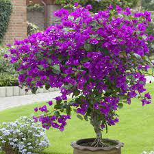 Buy Bougainvillea Lilac Plants J Parker Dutch Bulbs Conservatory Plants Plants Planting Flowers
