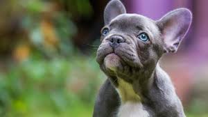 It's not possible to accurately predict what a mixed dog will look like, because attributes aren't always shared evenly. French Bulldog Price How Much Do French Bulldog Puppies Cost All Things Dogs