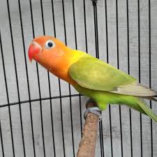 Shop love bird pajamas at target™. Index Of Wp Content Uploads 2018 01