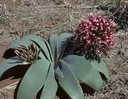 Image result for Ammocharis