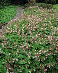 Bluhende Bodendecker Fur Schattigen Standort 15 Besonders Pflegeleichte Arten Dekoration Haus Bodendecker Bepflanzung Bodendecker Schatten