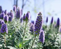 Image result for Echium