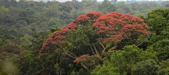 Check spelling or type a new query. Amazon Rainforest Nature And Culture International