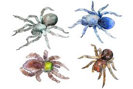 | view 1,000 black widow spider illustration, images and graphics from +50,000 possibilities. 24 Arachnid Designs Graphics