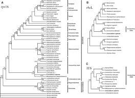 Image result for Deverra burchellii