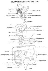 Gastric and duodenal ulcers are characterized by similar symptoms. Digestive System Coloring Page Coloring Home