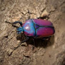 Image result for Oreosyce africana