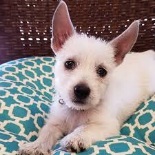 Our mission at lexington pet clinic is to provide high quality veterinary care with compassion and the personalized touch that only a small clinic can offer. Lexington Pet Clinic
