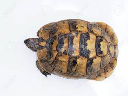 Spur Thighed Tortoise Or Greek Tortoise Testudo Graeca Bulgaria