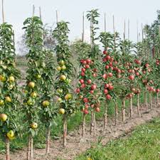 Fruit salad trees are great gifts for christmas, fathers day, mothers day, valentines day, birthdays and memorials. Ballerina Apples Garden Express Australia S Largest Online Nursery