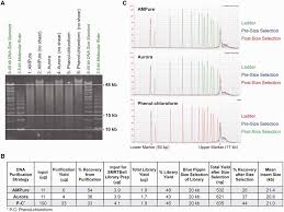 Comparison Of Smrtbell Library Preparation Efficiency From P