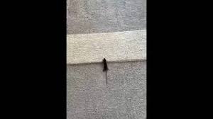 Proudly servicing the las vegas metropolitan area, including henderson js pest control knows how to get rid of pests. Who Says Rats Cant Climb Walls This Video Was Summited By D Termination Pest Control In Las Vegas Nv Youtube
