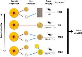 Click here to learn more. Catch Me If You Can Novel Foraging Behavior Of An Egg Parasitoid Gryon Gonikopalense Against The Stinkbug Pest Bagrada Hilaris Springerlink