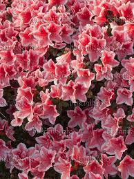 Image Indian Azalea Rhododendron Simsii Mevrouw Gerard Kint 410007 Images And Videos Of Plants And Gardens Rhododendron Perennial Shrubs Plants