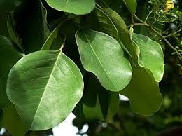 Image result for Pterocarpus lucens