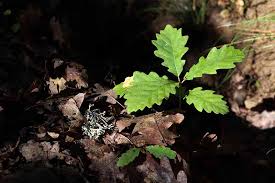Image result for oak sapling