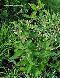 With Its Weepy Blooms Poke Milkweed May Not Be The Showiest Milkweed In Your Garden But It Often Hosts Monarch Caterpillars Asclepias Milkweed Milkweed Plant