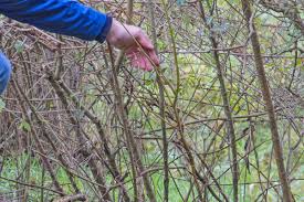 Neben gartenmöbeln und kleineren gartenaccessoires sind es vor allem nicht winterfeste pflanzen, die ins winterquartier umsiedeln müssen. Der Garten Im November Tipps Tricks Vom Gartner Diybook De