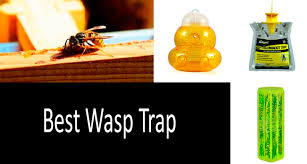 Top 3 Wasp Traps Best Yellow Jacket Traps Detailed Review