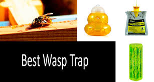 top 3 wasp traps best yellow jacket traps detailed review