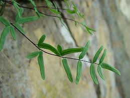 Image result for Pellaea dura