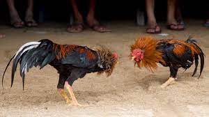 Maybe you would like to learn more about one of these? Las Peleas De Gallos Podrian Ser Consideradas Patrimonio Cultural Para Evitar Su Prohibicion En Hidalgo Mexico