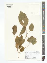 Image result for Clerodendrum pleiosciadium