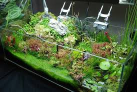 Emersed Aquatic Plants With Carnivorous Plant Layout Plant Physiology Emersed Culture Aquatic Plant Carnivorous Plants Terrarium Terrarium Plants Plants