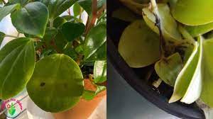 Happy bean plant turning black. Peperomia Leaves Turning Black Causes And How To Fix It Garden For Indoor