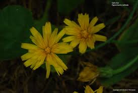 Wild yellow flowers in washington state. Us Wildflower S Database Of Yellow Wildflowers For Washington