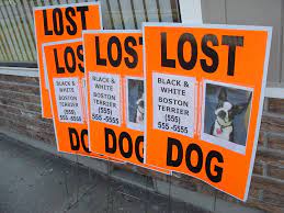 Build a network that can direct lost pet owners to. Neon Posters Missing Animal Response Network