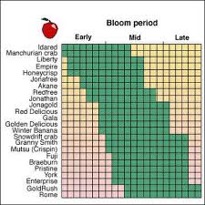 Ask A Master Gardener Preventing Sweet Gum Balls And Tips