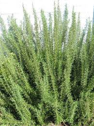 All of the uk's six deer species are herbivorous, which means they feed on plants. Pin By Landis Anna Fields On Bug Deer Repellent And Fire Resistant Plants Plants That Repel Bugs Plants Outdoor Gardens