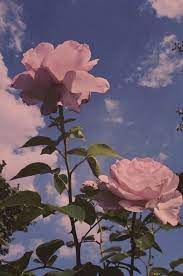 Aesthetic Sky Flowers Nature Background Rose Photography Https Weheartit Com Entry 32 Cute Flower Wallpapers Flower Iphone Wallpaper Flower Wallpaper