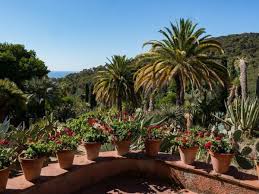 Allerdings liebt sie es warm und nicht eisig. Die Dattelpalme Uberwintern Winterruhe Fur Phoenix Canariensis