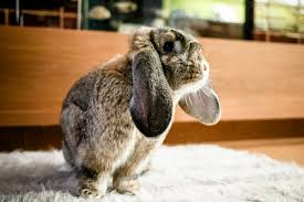Image result for bunny