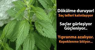 Prof Dr Saracoglu Ndan Daha Saglikli Ve Dogal Saclar Icin Isirgan Otu Kuru Tarifi Isirgan Otunun Saca Faydalari Nelerdir Kuru Ya D Plant Leaves Herbs Plants