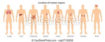 The heart's normal right atrium occurs on the left, and the left atrium is on the right. 8 Human Body Organ Systems Realistic Educative Anatomy Physiology Front Back View Flashcards Poster Vector Illustration Canstock