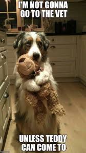 Scared Puppy Cute Animals Cute Dogs Cute Baby Animals