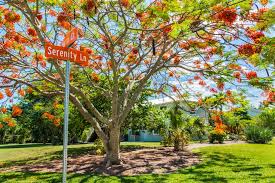 Each leaf is 18 to 24 inches long, with a central stalk and many small side leaflets, each one pleated into a 'v' where it joins the stalk. Flowering Trees Are Blooming In Florida