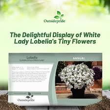 Image result for lobelia combine composition